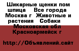 Шикарные щенки пом шпица  - Все города, Москва г. Животные и растения » Собаки   . Московская обл.,Красноармейск г.